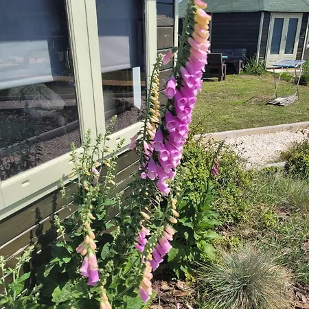 The Vie Llage - Authorial