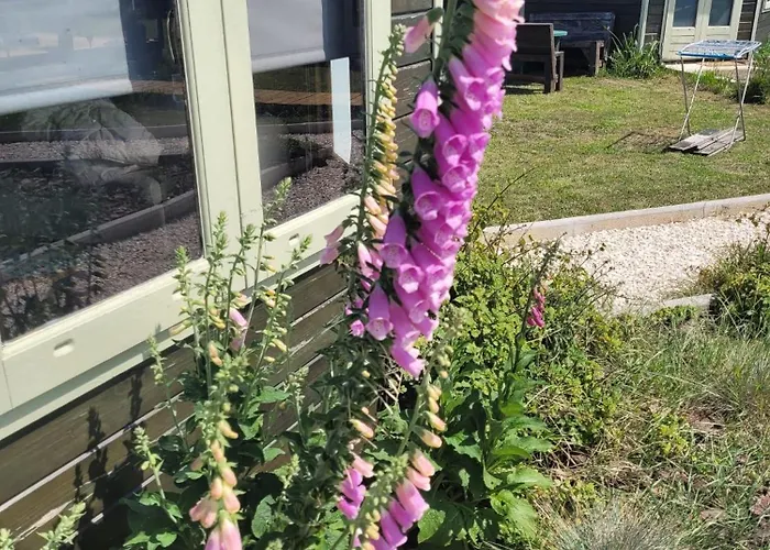 The Vie Llage - Authorial